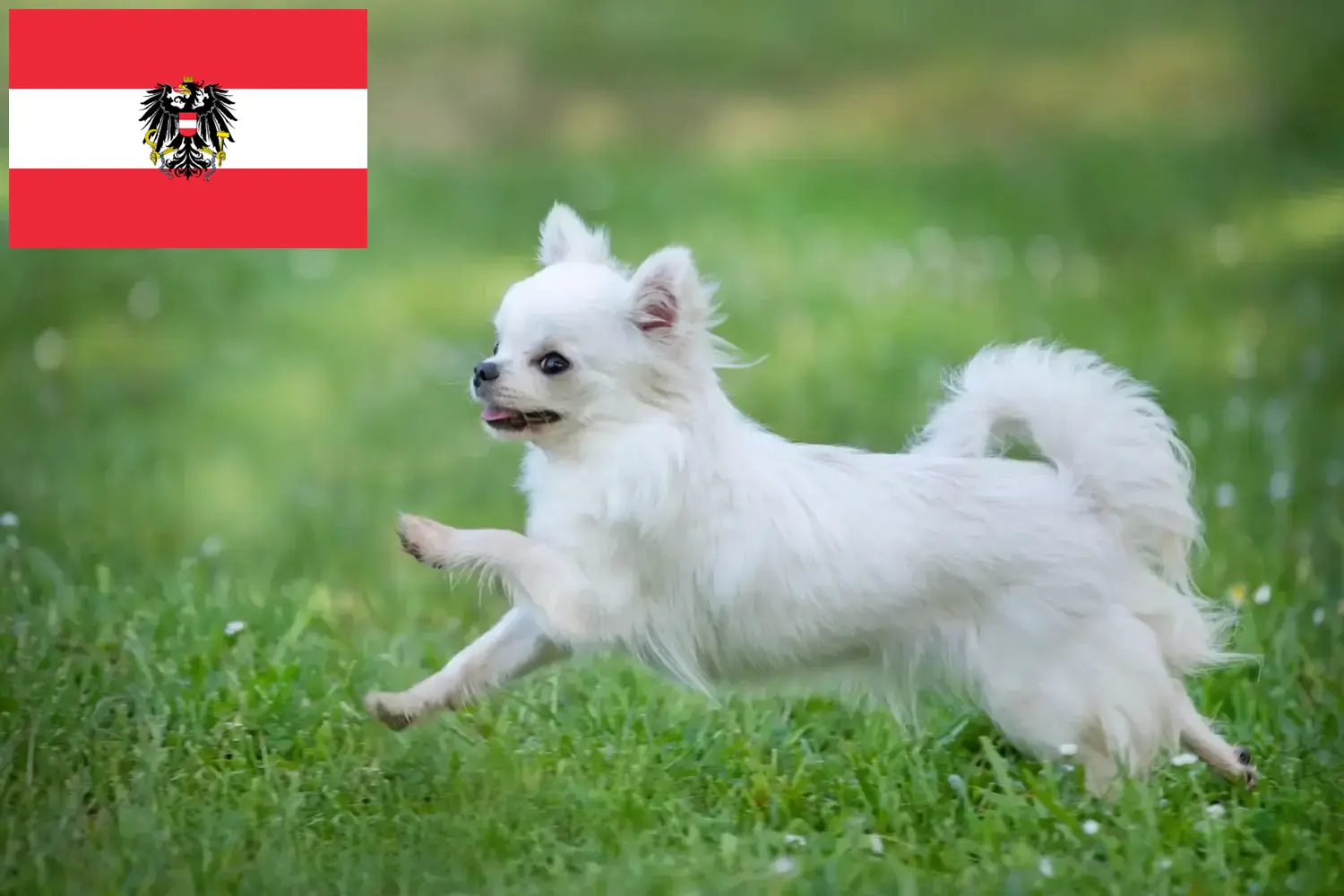 Chihuahua căței și crescători Austria Aici puteți găsi crescători de Chihuahua în Austria.
