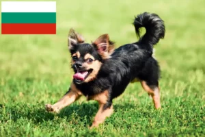 Read more about the article Chihuahua crescători și căței în Bulgaria