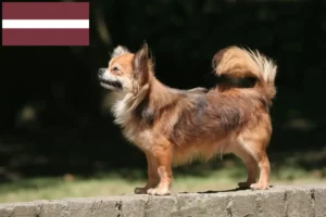 Read more about the article Chihuahua crescători și căței în Letonia