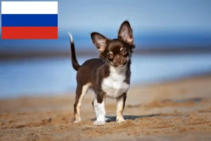 Read more about the article Chihuahua crescători și căței în Rusia
