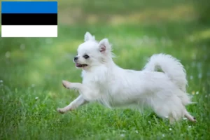 Read more about the article Chihuahua crescători și căței în Estonia