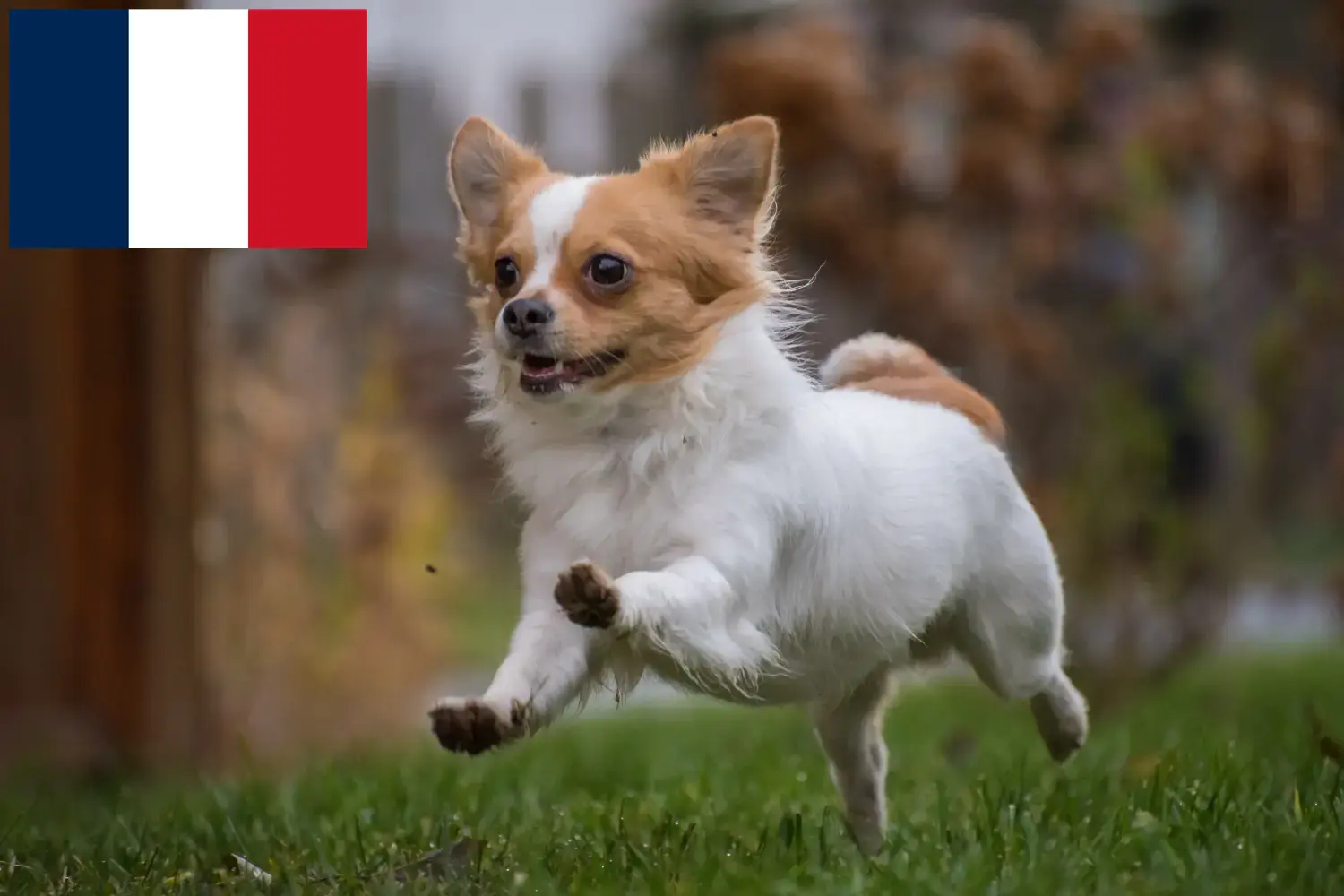 Chihuahua căței și crescători Franța Găsiți crescători de Chihuahua în Franța aici.