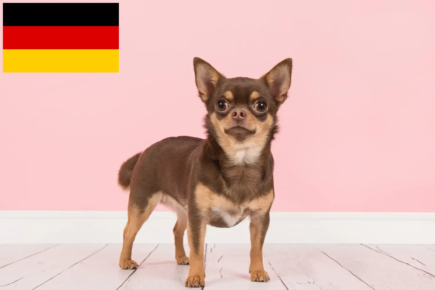 Chihuahua căței și crescători Germania Aici puteți găsi crescători de Chihuahua în Germania.