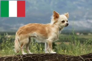 Read more about the article Chihuahua crescători și căței în Italia