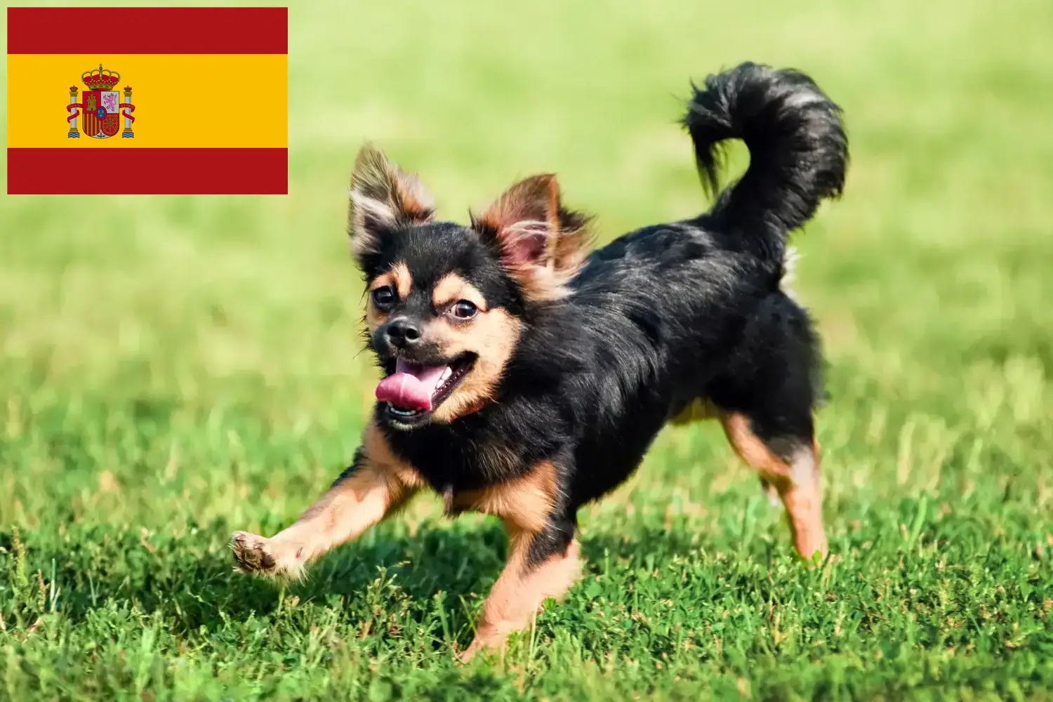 Chihuahua căței și crescători Spania Găsiți crescători de Chihuahua în Spania aici.