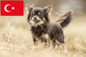 Read more about the article Chihuahua crescători și căței în Turcia