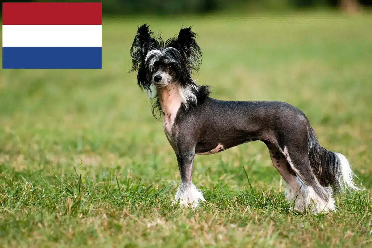 Chineză Crested Dog căței și crescătorii de câini Olanda Găsiți crescători de câini cu creastă chineză în Olanda aici.