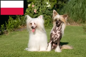 Read more about the article Crestat Chinezesc crescători de câini și căței în Polonia