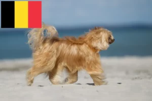 Read more about the article Crestat Chinezesc crescători de câini și căței în Belgia