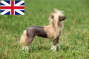 Read more about the article Crestat Chinezesc crescătorii de câini și căței în Marea Britanie