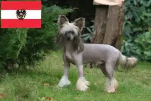 Read more about the article Crestat Chinezesc crescători de câini și căței în Austria