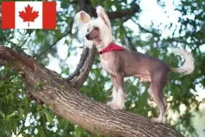 Read more about the article Chineză Crested Dog crestătorii de câini și căței în Canada