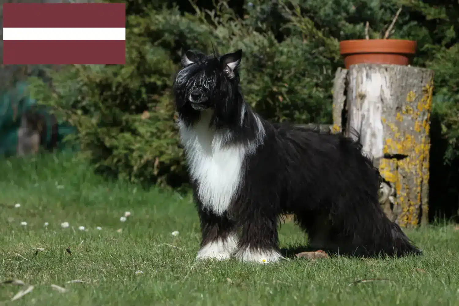 Chinese Crested Dog căței și crescători Letonia Găsiți crescători de câini cu creastă chineză în Letonia.