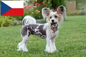 Read more about the article Crestat Chinezesc crescători de câini și căței în Republica Cehă