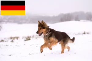 Read more about the article Chodský pes crescători și căței în Germania