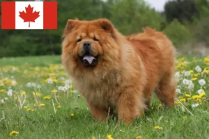Read more about the article Chow Chow crescători și căței în Canada