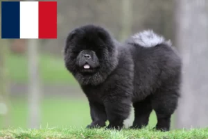 Read more about the article Chow-Chow crescători și căței în Franța