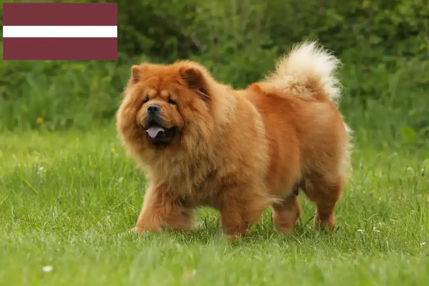 Chow-Chow cățeluși și crescători Letonia Aici puteți găsi crescători de Chow-Chows din Letonia.