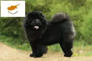 Read more about the article Chow Chow Chow crescători și căței în Cipru