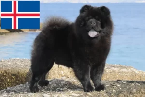 Read more about the article Chow-Chow crescători și căței în Islanda