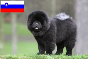 Read more about the article Chow Chow Chow crescători și căței în Slovenia
