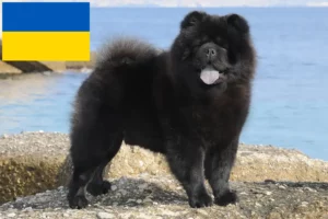 Read more about the article Chow Chow crescători și căței în Ucraina