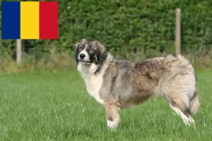 Read more about the article Ciobănesc Românesc Ciobănesc Carpatin crescători și căței în România
