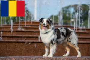 Read more about the article Crescători de Ciobănesc Australian și căței în România