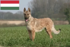 Read more about the article Ciobănesc Belgian Ciobănesc Dog Breeder și Cățeluși în Ungaria