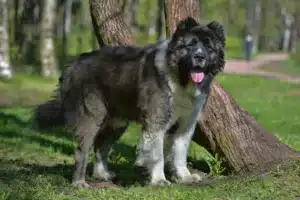 Read more about the article Ciobanesc caucazian Ciobanesc Dog Breeder