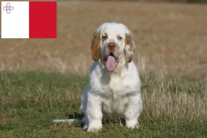 Read more about the article Clumber Spaniel crescători și căței în Malta