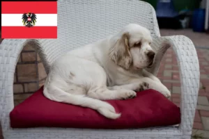 Read more about the article Clumber Spaniel crescători și căței în Austria