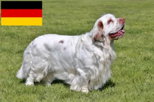 Read more about the article Clumber Spaniel crescători și căței în Germania