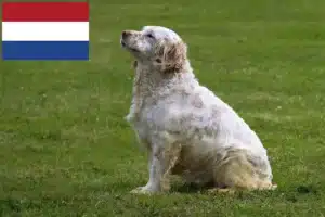 Read more about the article Clumber Spaniel crescători și căței în Olanda