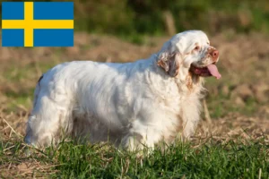 Read more about the article Clumber Spaniel crescători și căței în Suedia