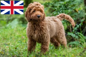 Read more about the article Crescători de Cockapoo și căței în Marea Britanie