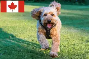 Read more about the article Crescători de Cockapoo și căței în Canada