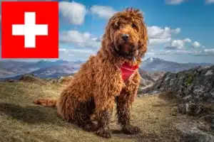 Read more about the article Crescători de Cockapoo și căței în Elveția