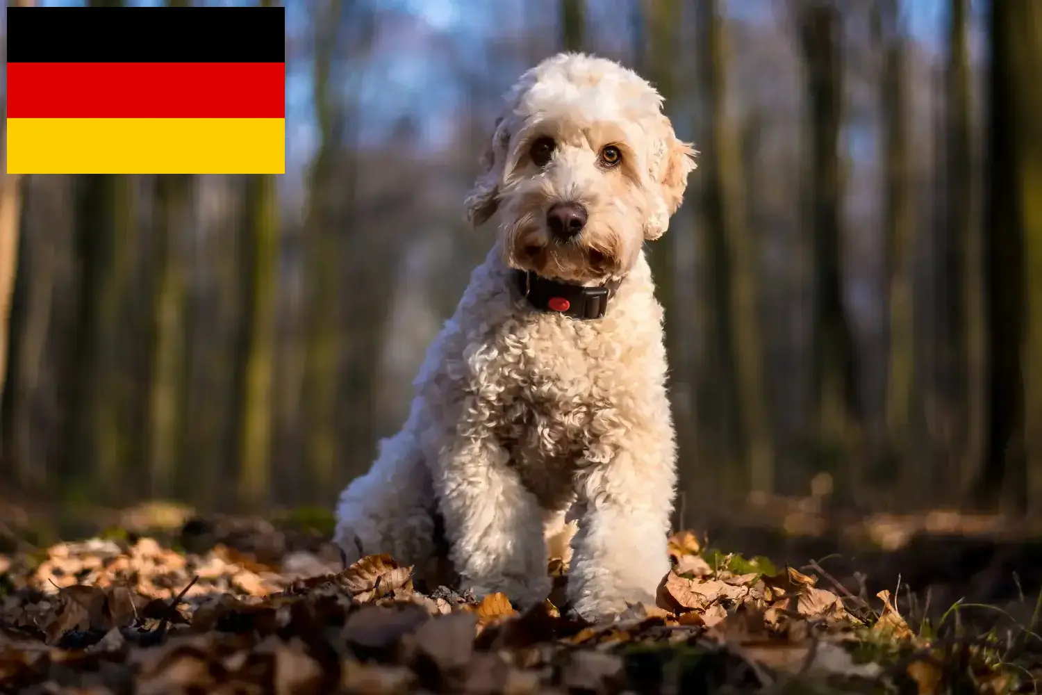 Read more about the article Crescători de Cockapoo și căței în Germania