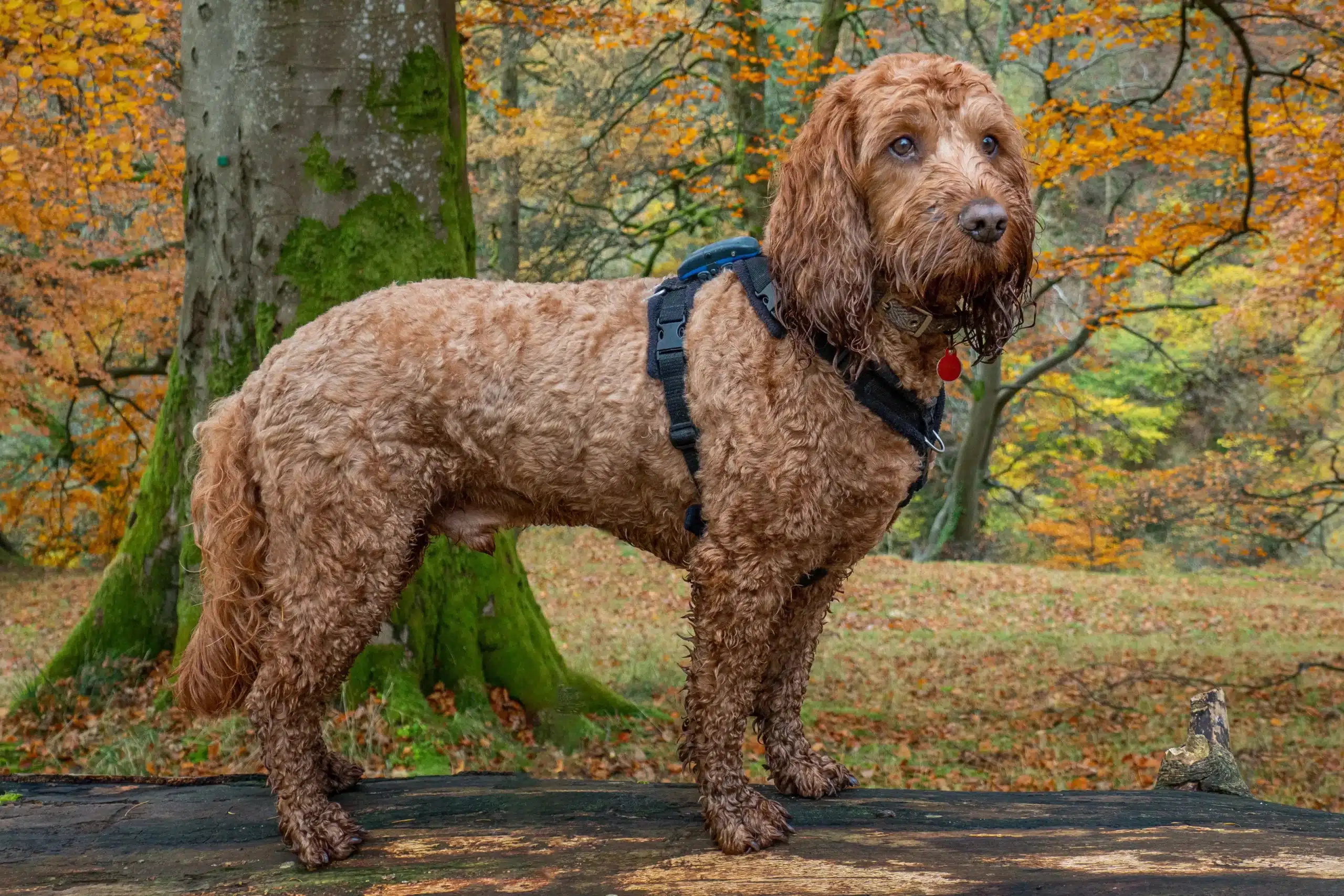 Read more about the article Cockapoo crescător