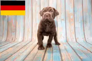 Read more about the article Cocker Pei crescători și căței în Germania
