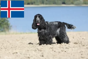 Read more about the article English Cocker Spaniel crescători și căței în Islanda