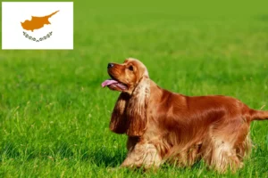 Read more about the article English Cocker Spaniel crescători și căței în Cipru