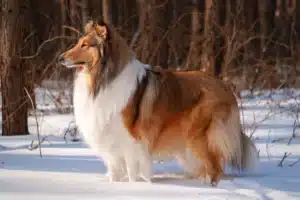 Read more about the article Collie crescător