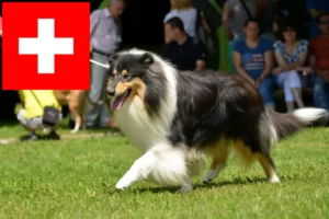 Read more about the article Collie crescători și căței în Elveția