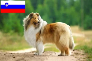 Read more about the article Crescători de Collie și căței în Slovenia