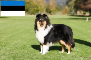 Read more about the article Crescători de Collie și căței în Estonia