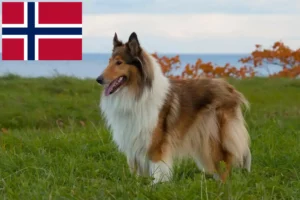 Read more about the article Collie crescători și căței în Norvegia