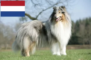 Read more about the article Crescători de Collie și căței în Olanda