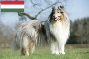 Read more about the article Collie crescători și căței în Ungaria